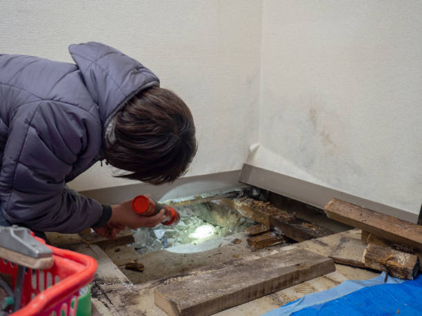 Best Mold Documentation for Insurance Claims  in Springfield, CO