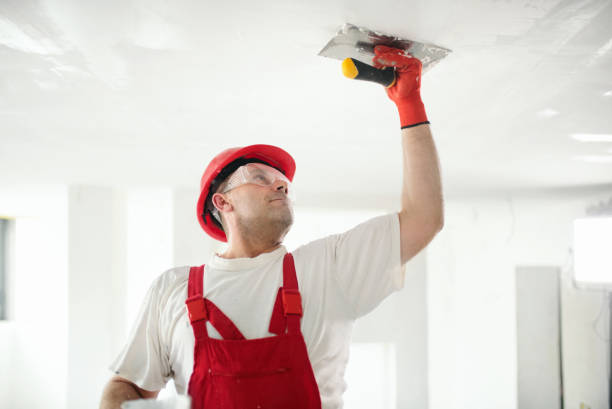 Best Black Mold Removal  in Springfield, CO