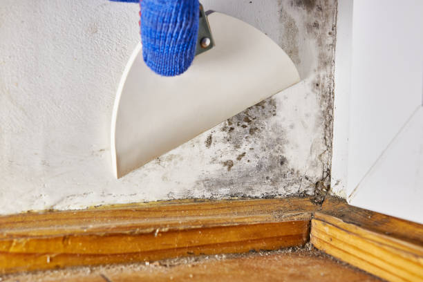 Best Biohazard Mold Removal  in Springfield, CO