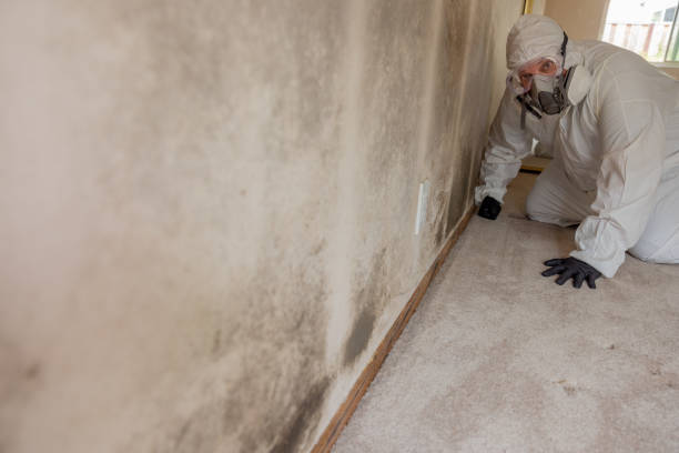 Best Mold-Related Health Consultation  in Springfield, CO